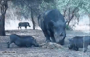 Gif animé rhinocéros charge